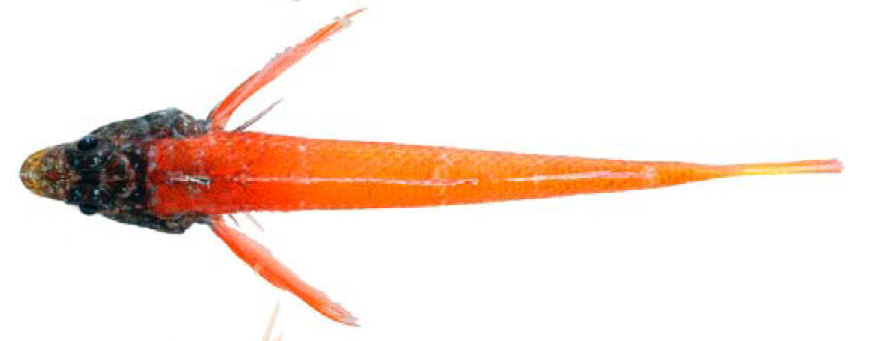 Tripterygion melanorum _4440fff